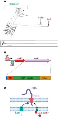 ExlA: A New Contributor to Pseudomonas aeruginosa Virulence